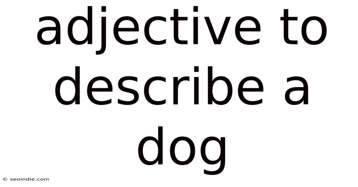 Adjective To Describe A Dog