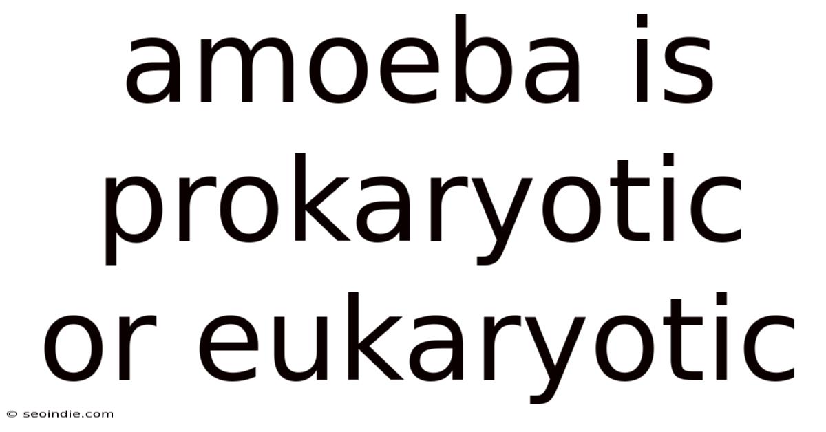 Amoeba Is Prokaryotic Or Eukaryotic