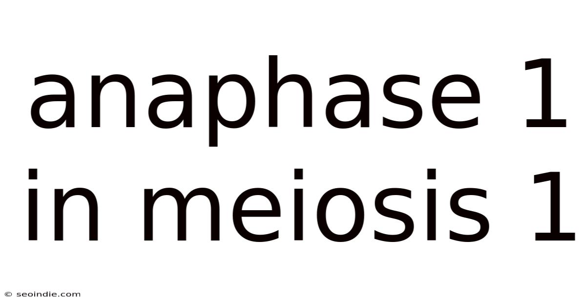 Anaphase 1 In Meiosis 1