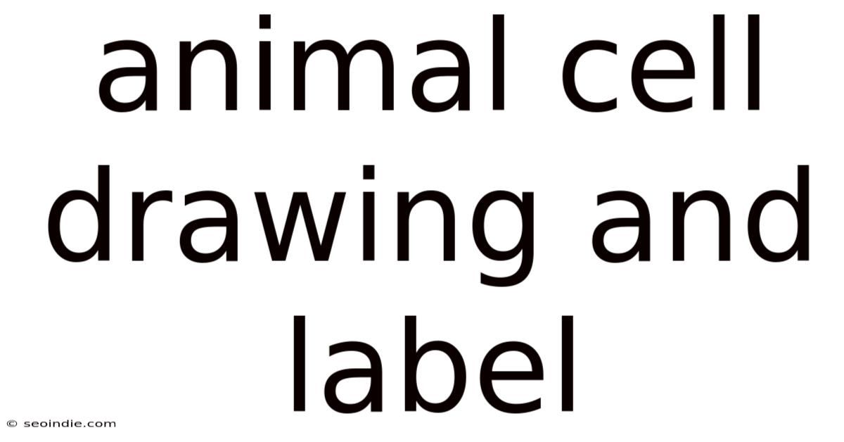 Animal Cell Drawing And Label