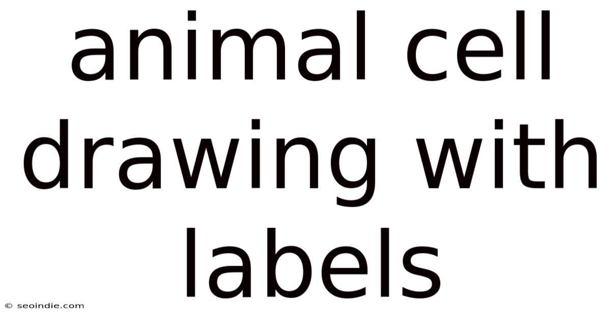 Animal Cell Drawing With Labels