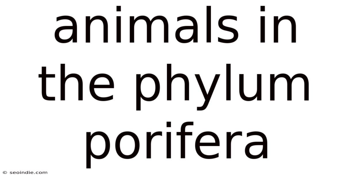 Animals In The Phylum Porifera