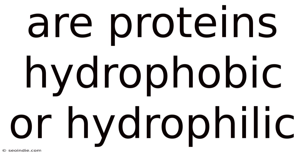 Are Proteins Hydrophobic Or Hydrophilic