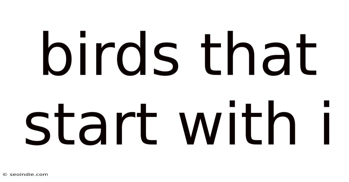 Birds That Start With I