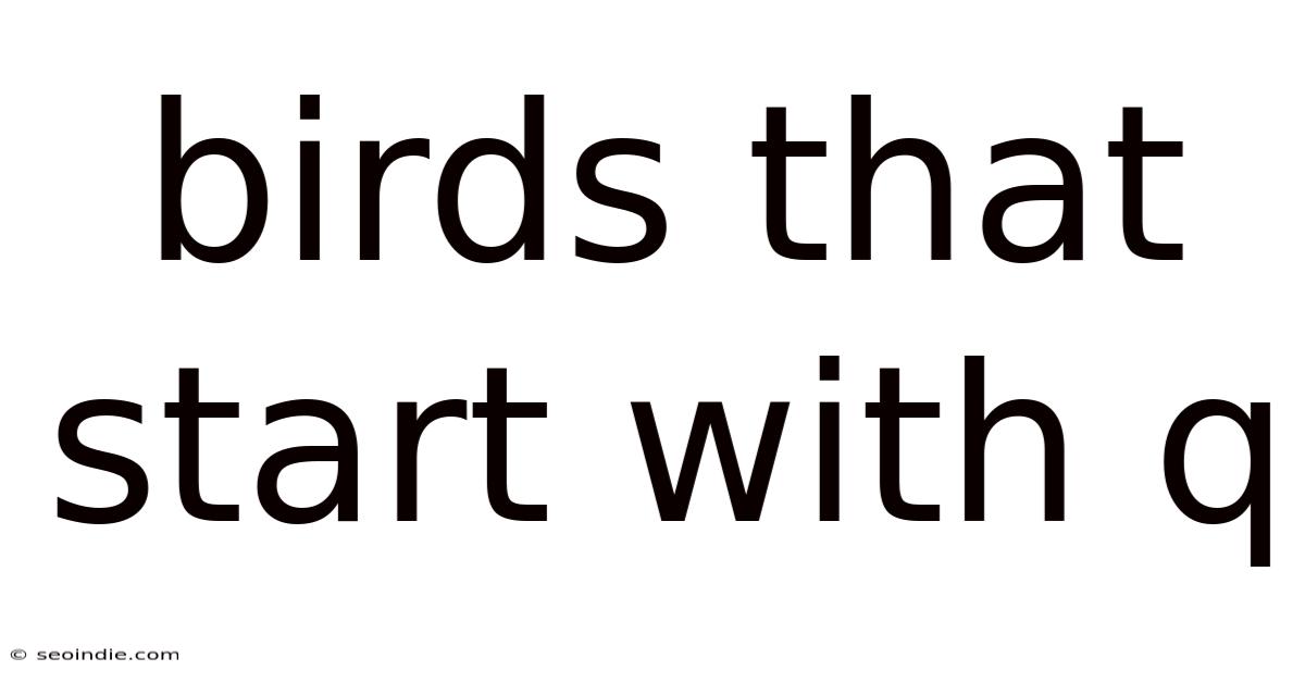 Birds That Start With Q