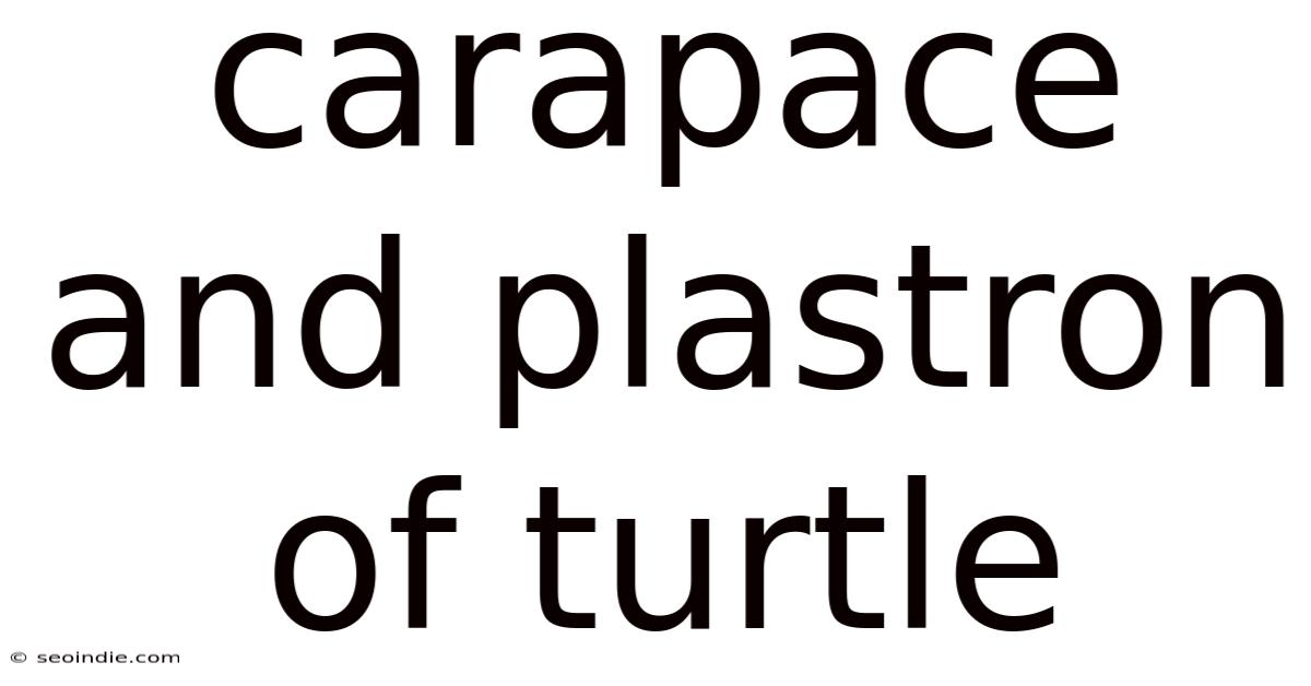 Carapace And Plastron Of Turtle