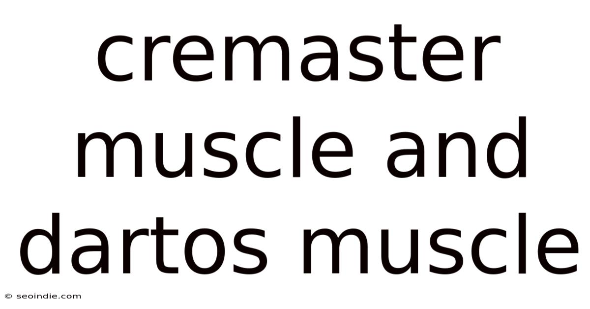 Cremaster Muscle And Dartos Muscle