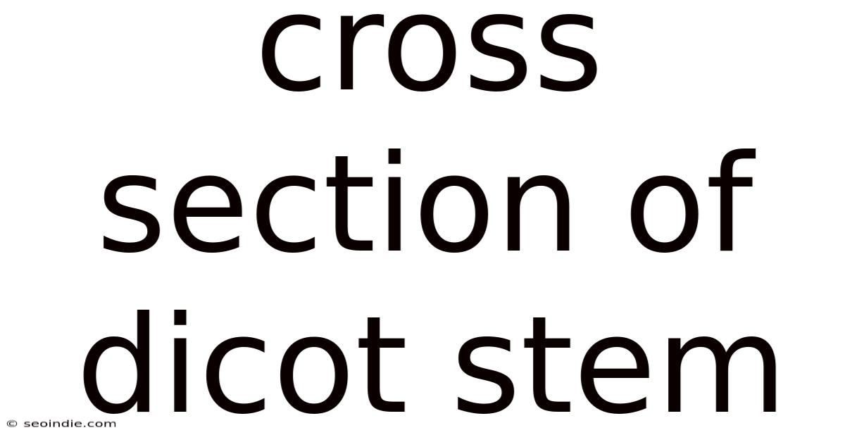 Cross Section Of Dicot Stem