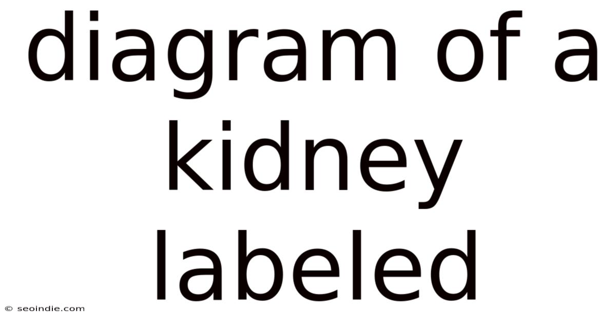 Diagram Of A Kidney Labeled