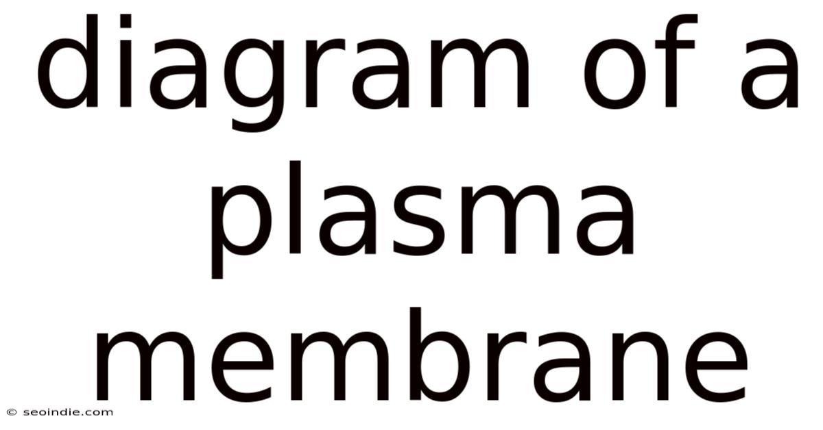 Diagram Of A Plasma Membrane