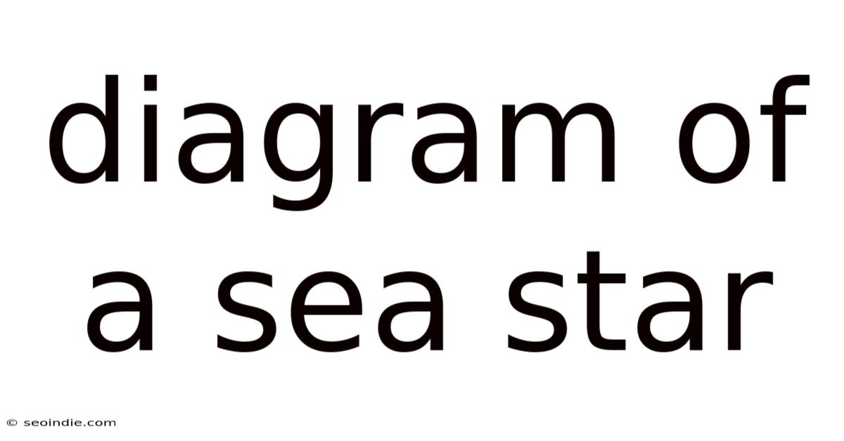 Diagram Of A Sea Star