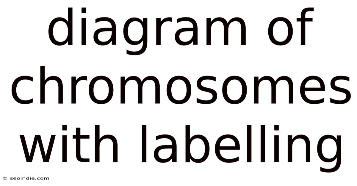 Diagram Of Chromosomes With Labelling