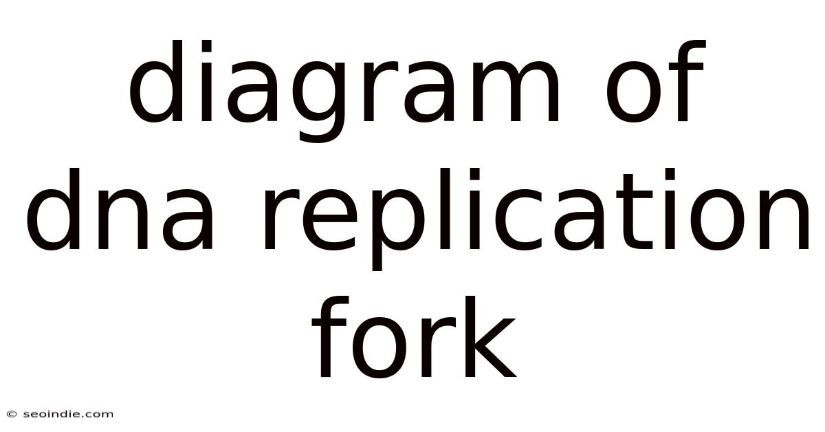 Diagram Of Dna Replication Fork