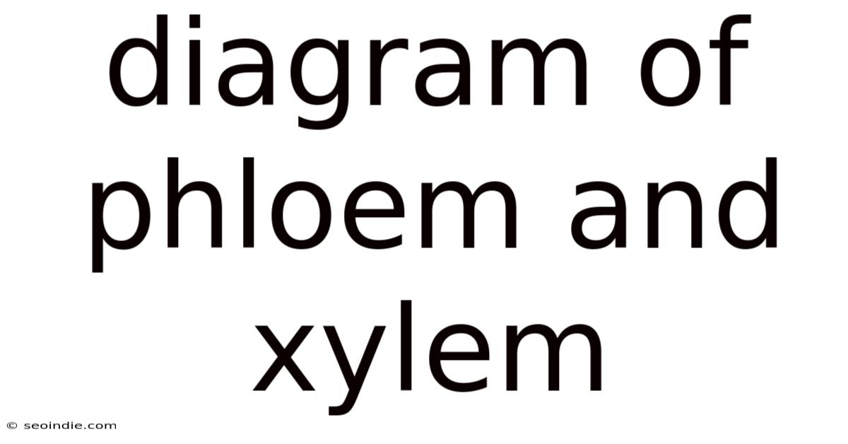 Diagram Of Phloem And Xylem