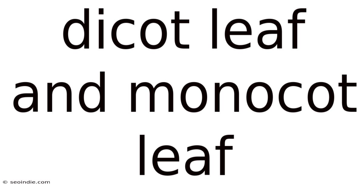 Dicot Leaf And Monocot Leaf