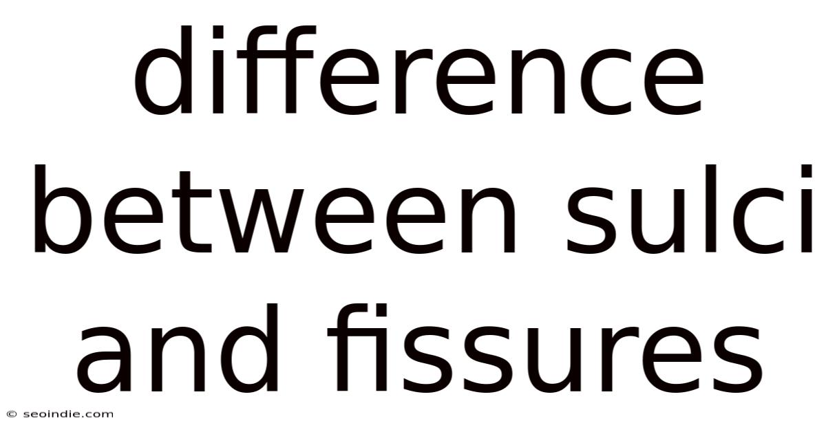 Difference Between Sulci And Fissures