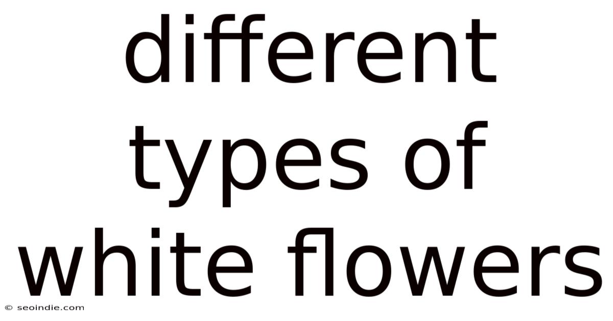 Different Types Of White Flowers