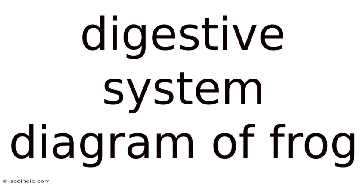 Digestive System Diagram Of Frog