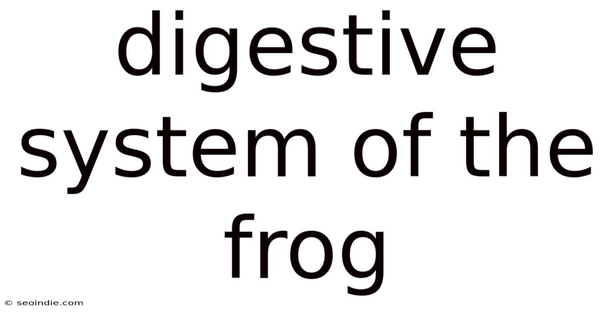 Digestive System Of The Frog