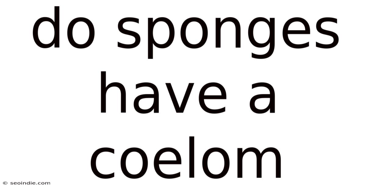 Do Sponges Have A Coelom