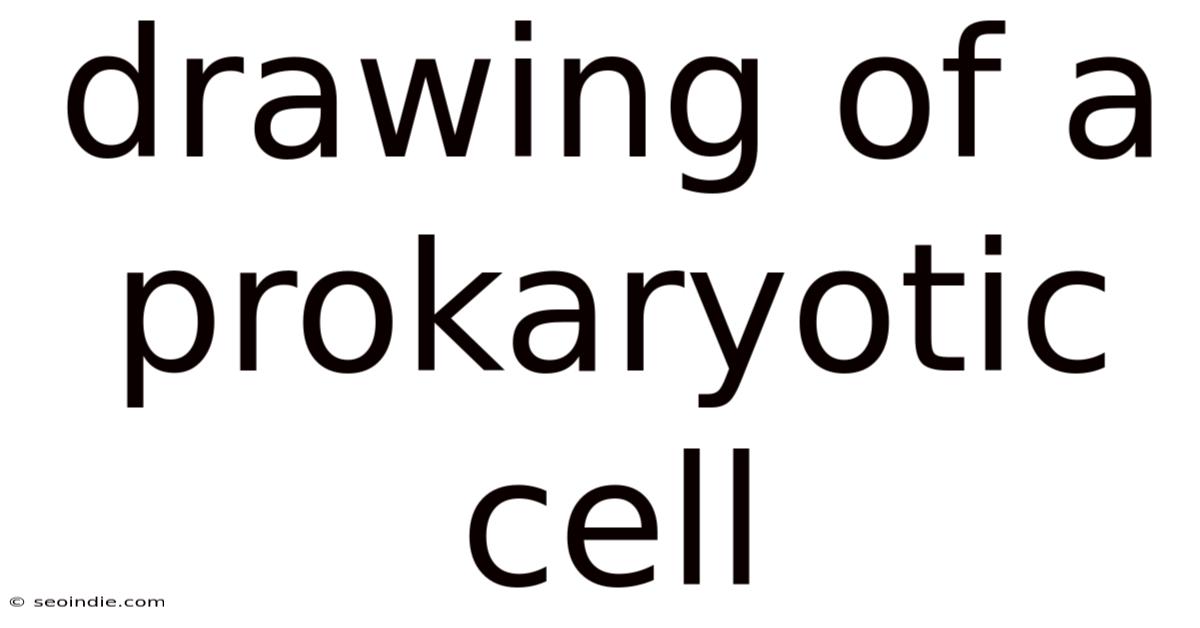 Drawing Of A Prokaryotic Cell