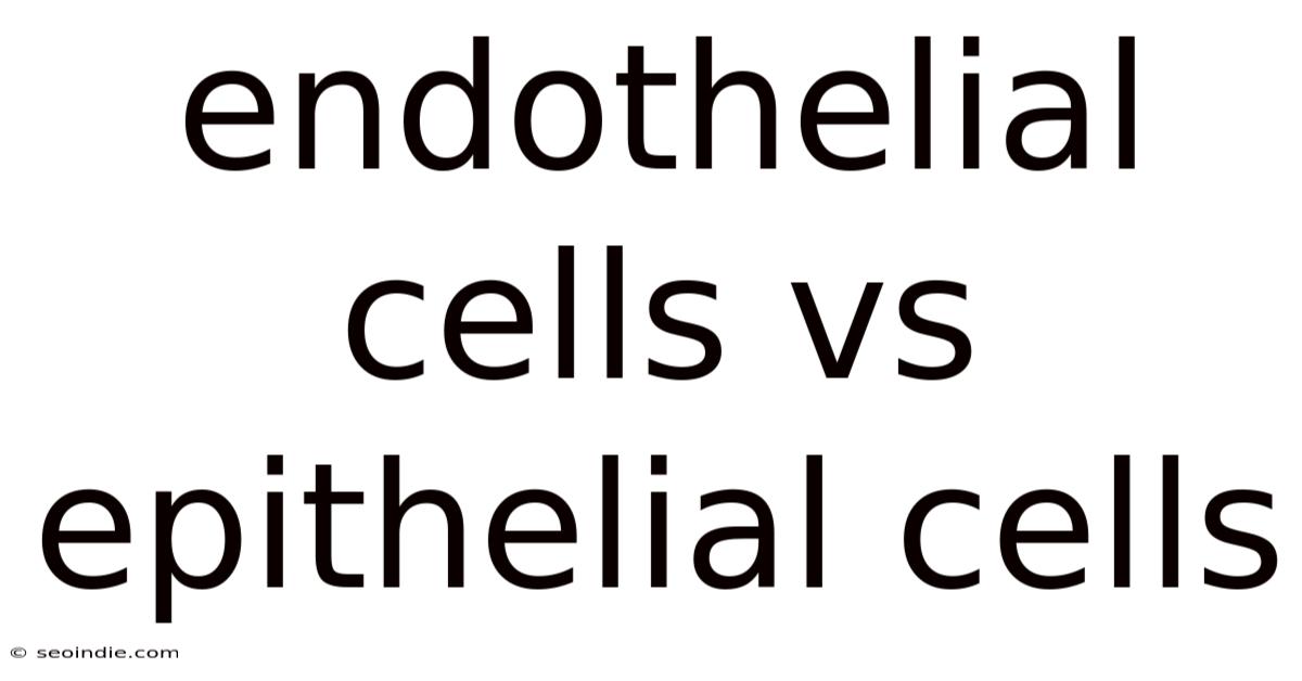 Endothelial Cells Vs Epithelial Cells