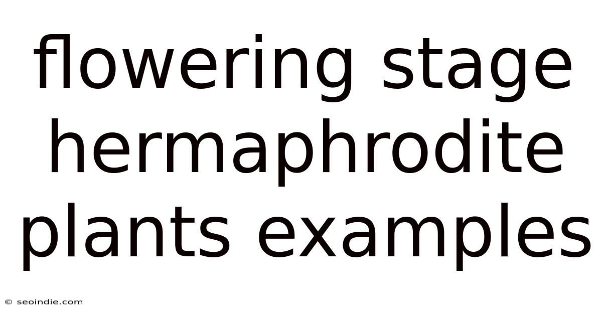 Flowering Stage Hermaphrodite Plants Examples