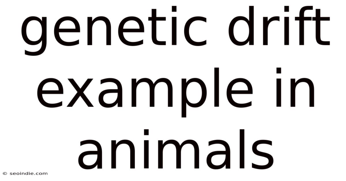 Genetic Drift Example In Animals