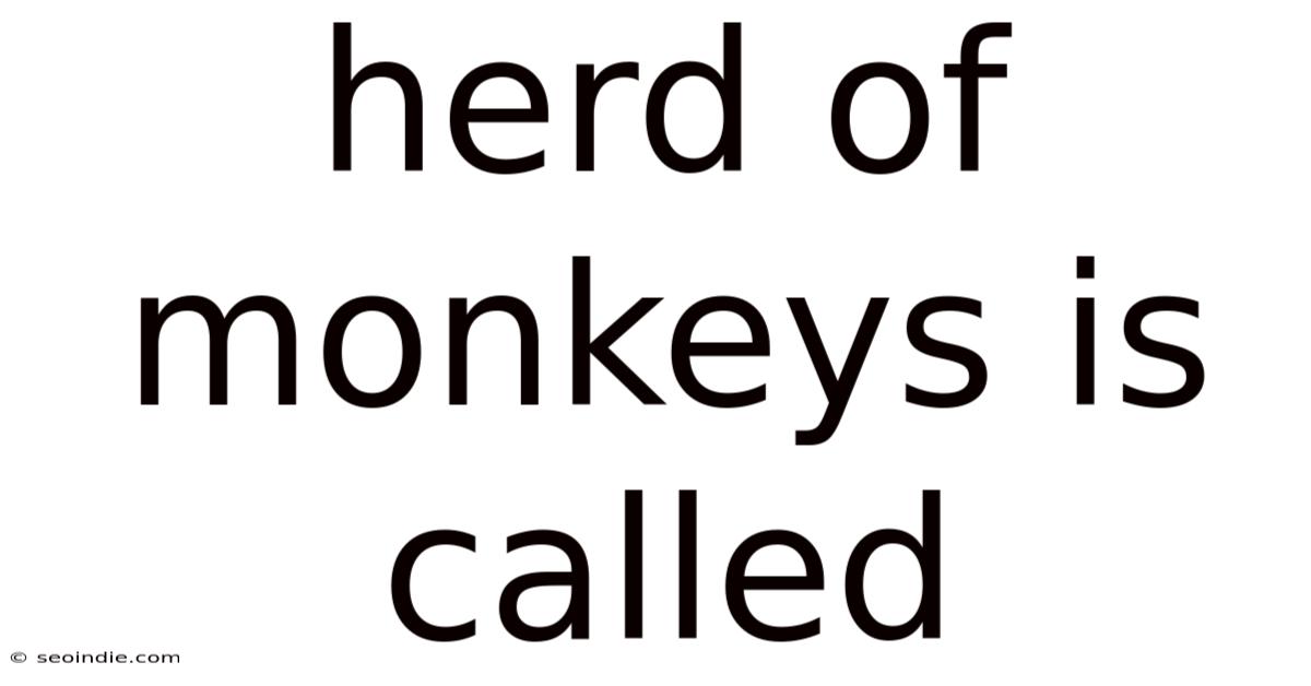 Herd Of Monkeys Is Called