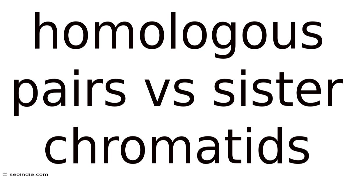 Homologous Pairs Vs Sister Chromatids