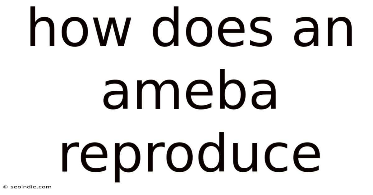 How Does An Ameba Reproduce