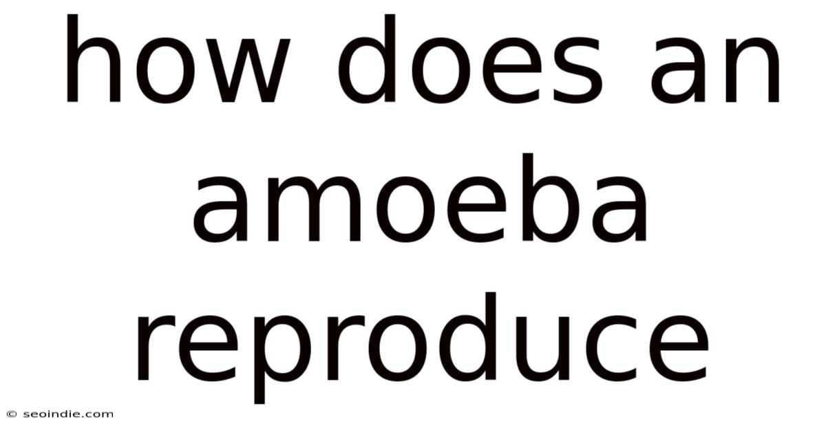 How Does An Amoeba Reproduce