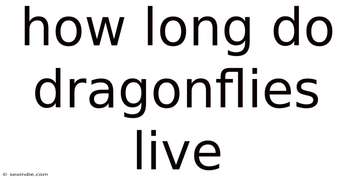 How Long Do Dragonflies Live