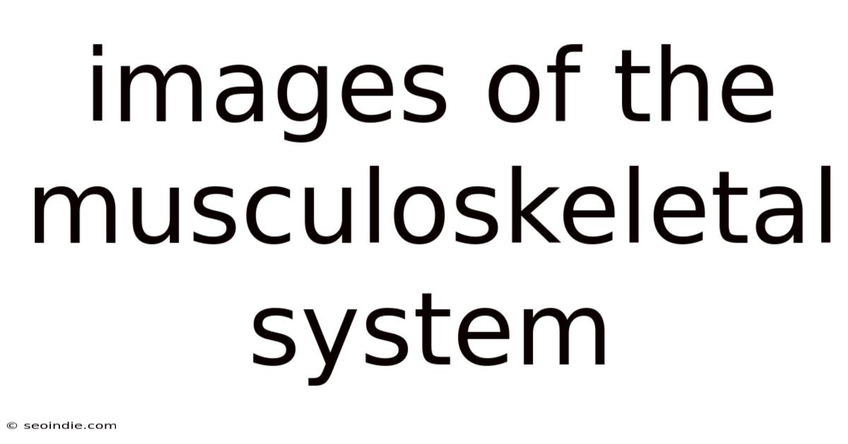 Images Of The Musculoskeletal System