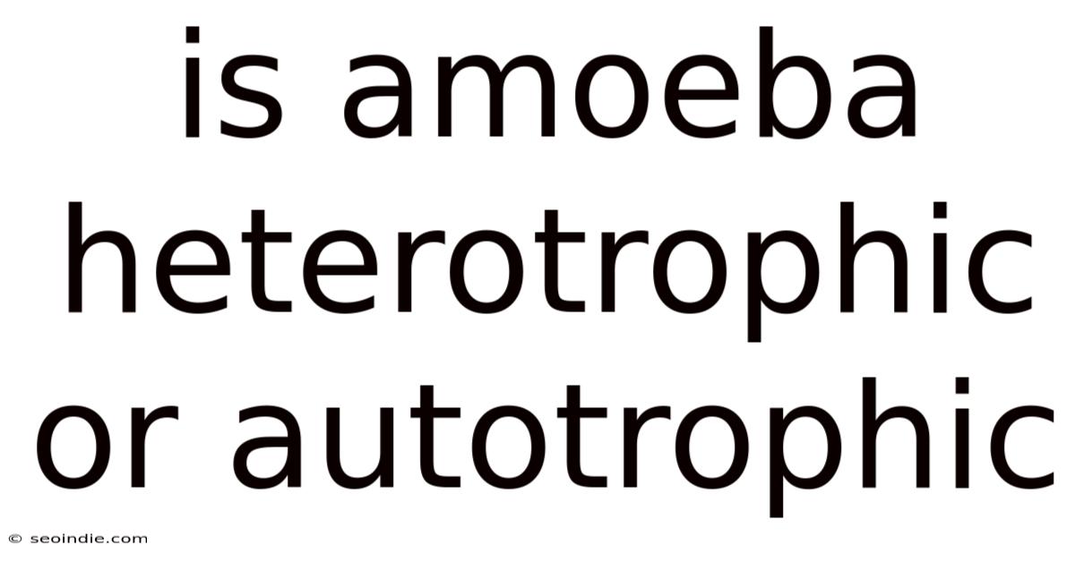 Is Amoeba Heterotrophic Or Autotrophic
