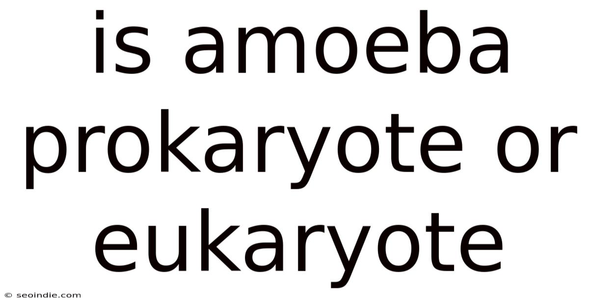 Is Amoeba Prokaryote Or Eukaryote