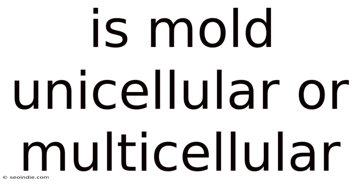 Is Mold Unicellular Or Multicellular