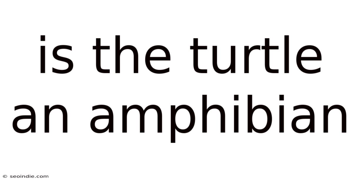 Is The Turtle An Amphibian