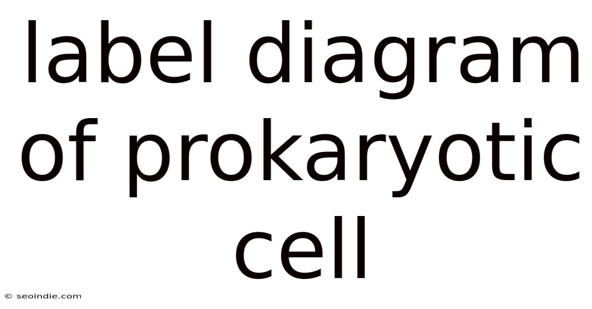 Label Diagram Of Prokaryotic Cell