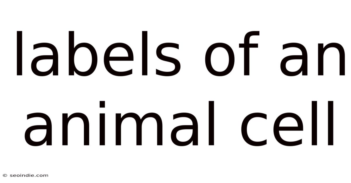Labels Of An Animal Cell