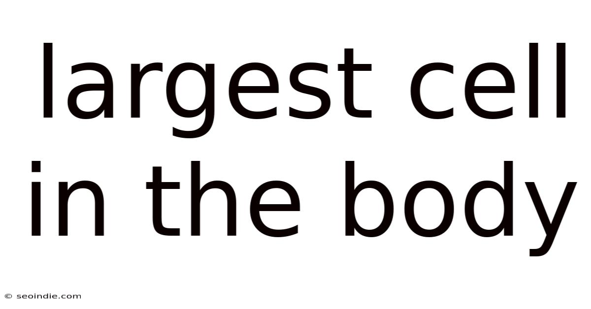 Largest Cell In The Body
