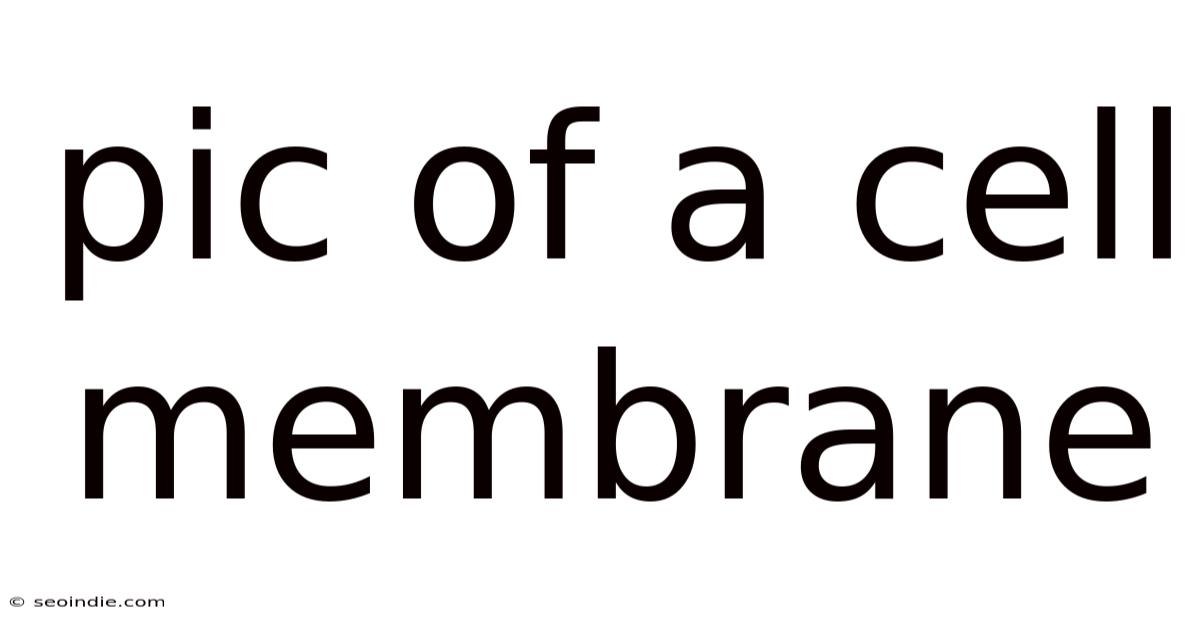 Pic Of A Cell Membrane