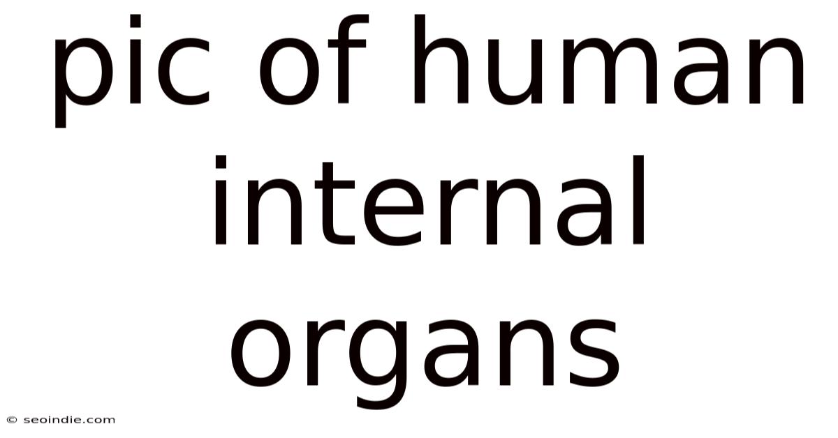 Pic Of Human Internal Organs