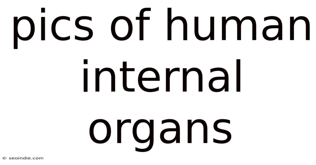 Pics Of Human Internal Organs