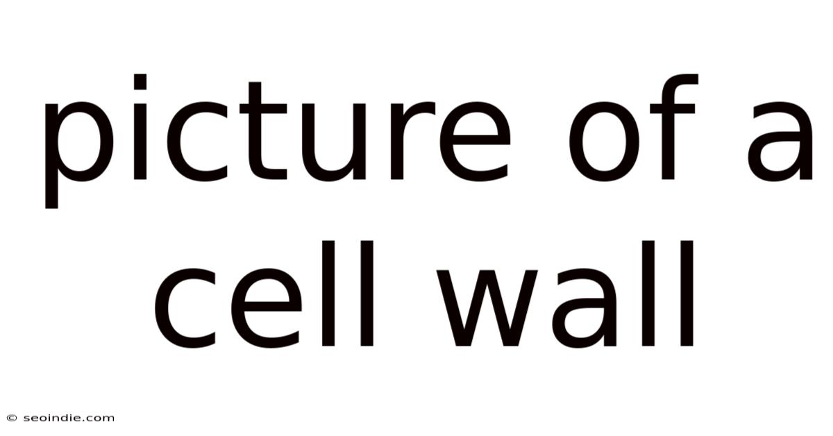 Picture Of A Cell Wall