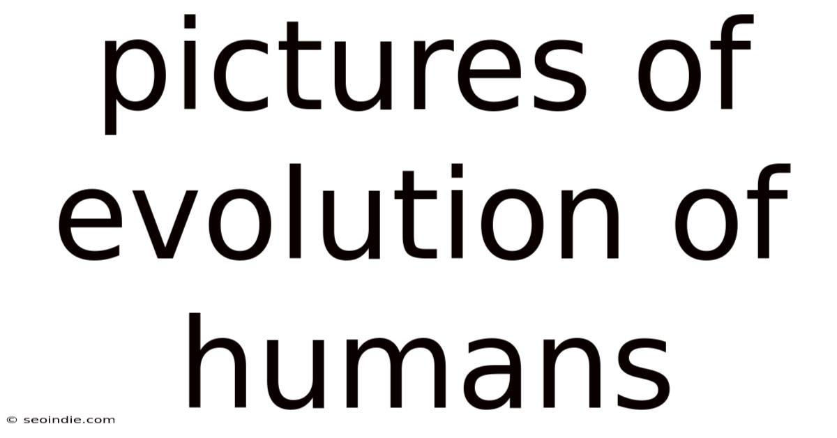 Pictures Of Evolution Of Humans