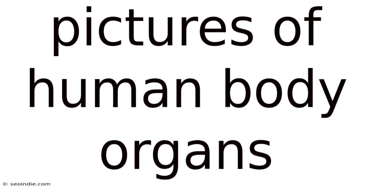 Pictures Of Human Body Organs