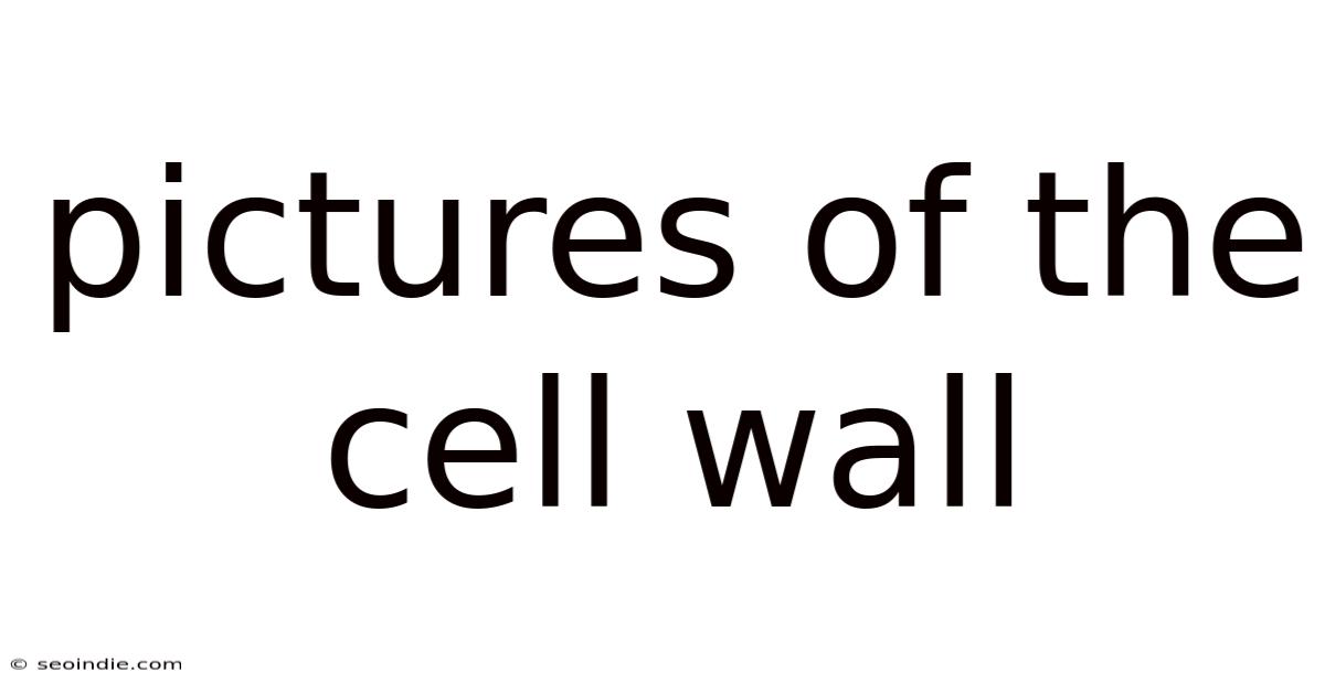 Pictures Of The Cell Wall