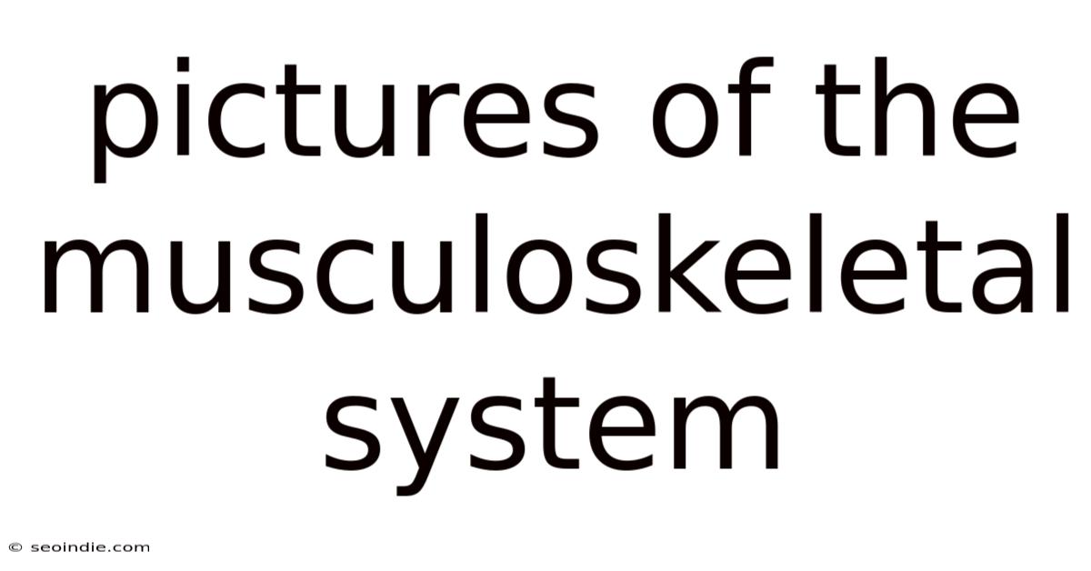 Pictures Of The Musculoskeletal System