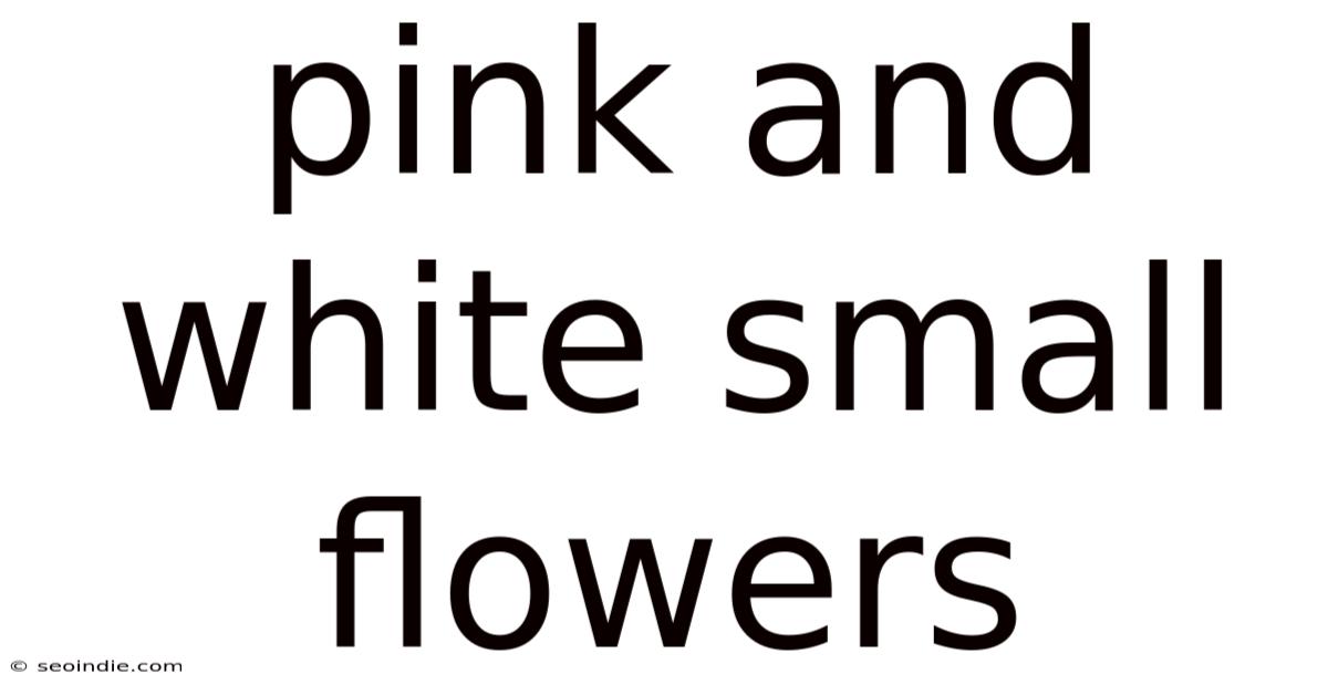 Pink And White Small Flowers